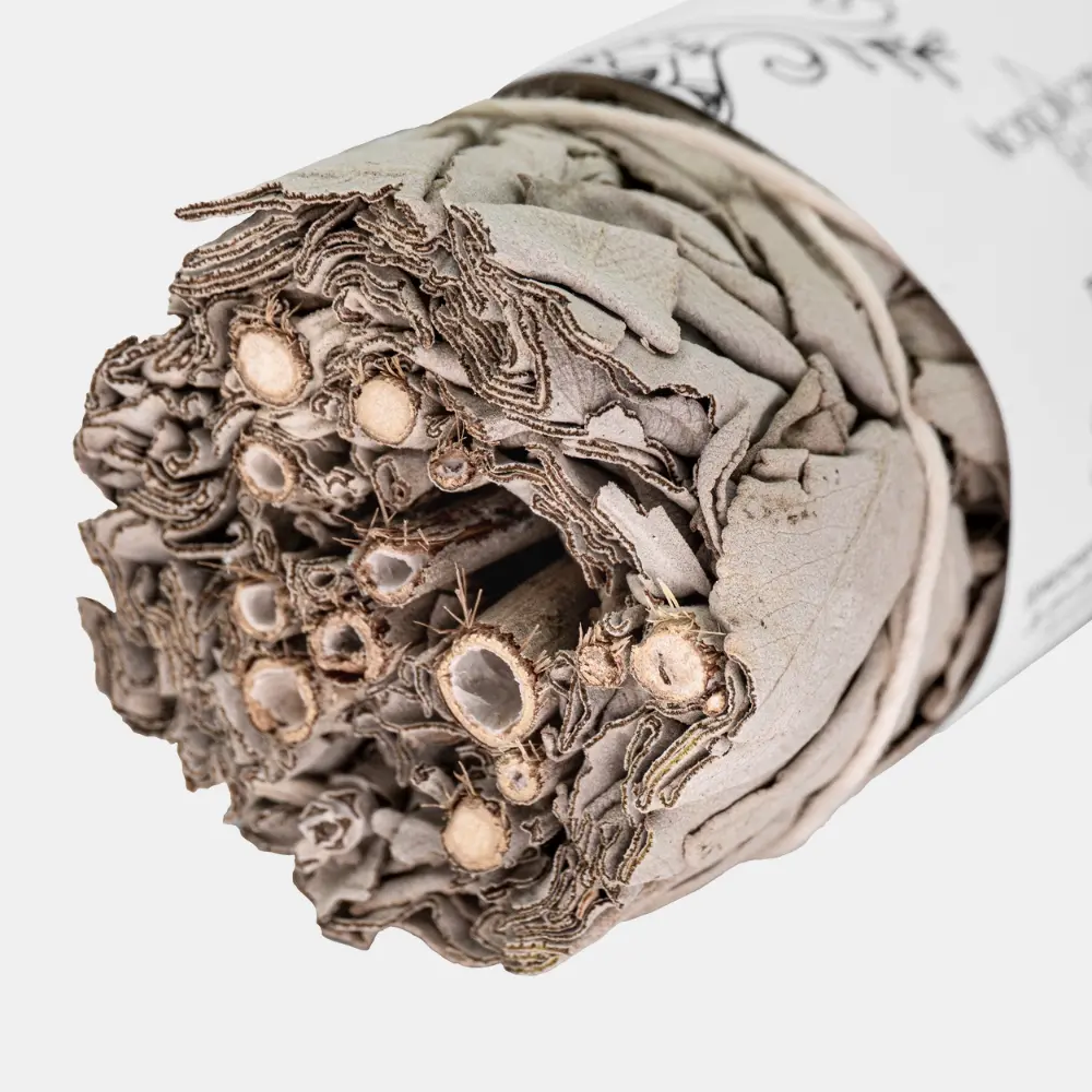 Szałwia Biała - obrazek 2